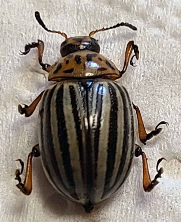 Leptinotarsa decemlineata  France