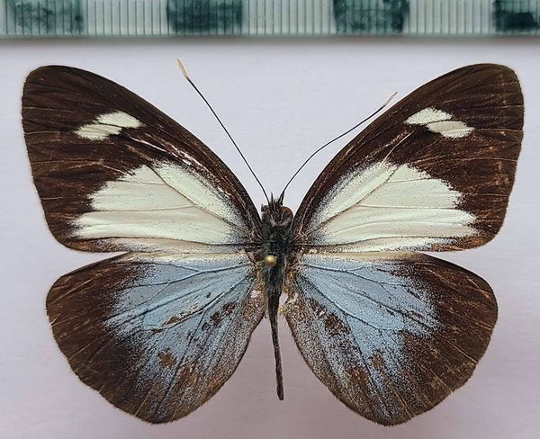 Leptophobia cinerea mâle A1-  Equateur
