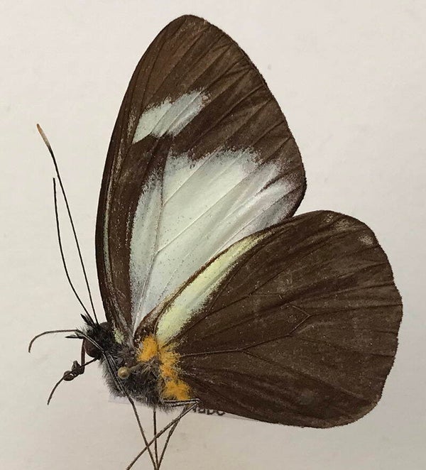 Leptophobia cinerea mâle A1-  Equateur