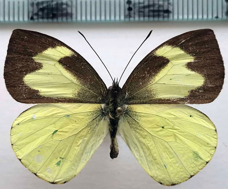 leptophobia_eleone_m_eq-standard-plpoxw.jpg