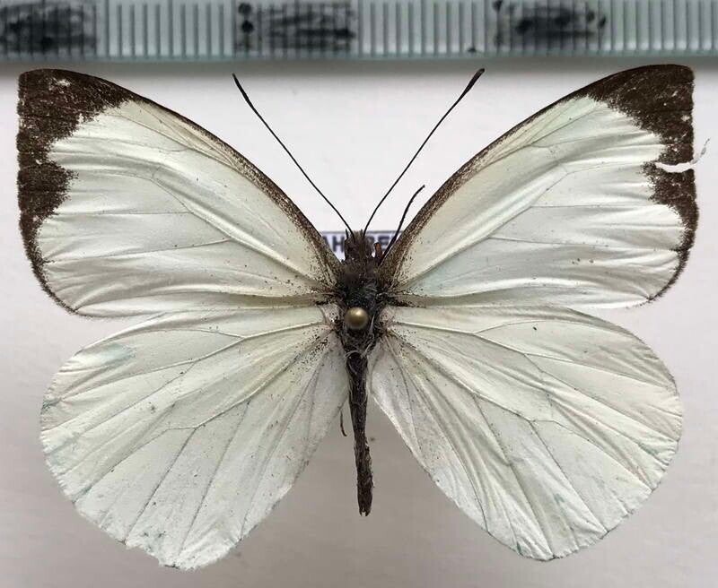 Leptophobia eleusis mâle A1-  Equateur