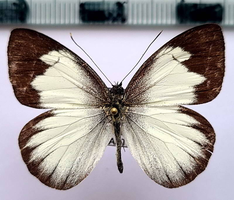 leptophobia_forsteri_m_per-standard.jpg