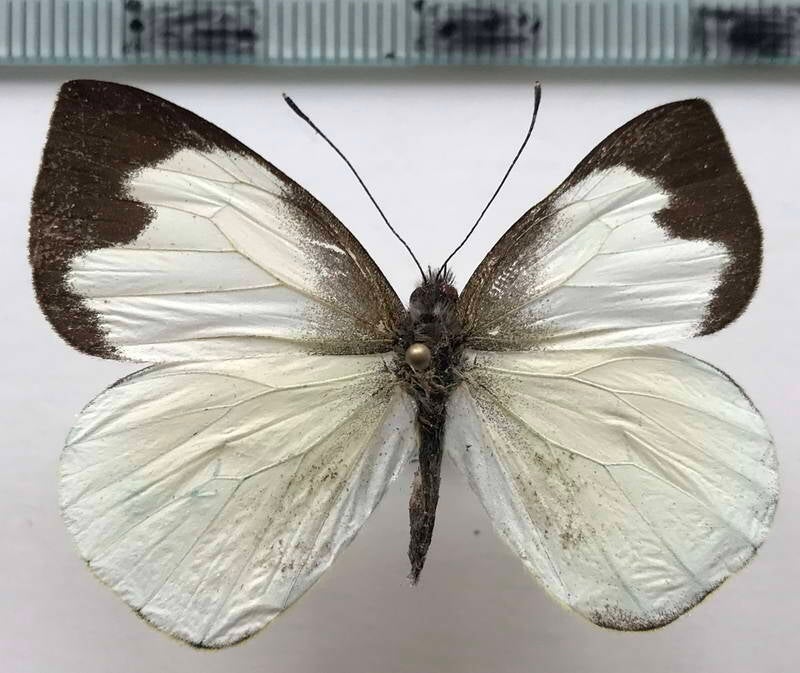 leptophobia_gonzaga_m02_eq-standard.jpg