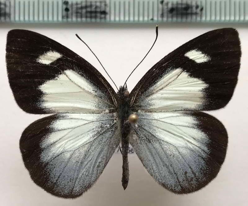 leptophobia_philoma_pastaza_m_eq-standard.jpg