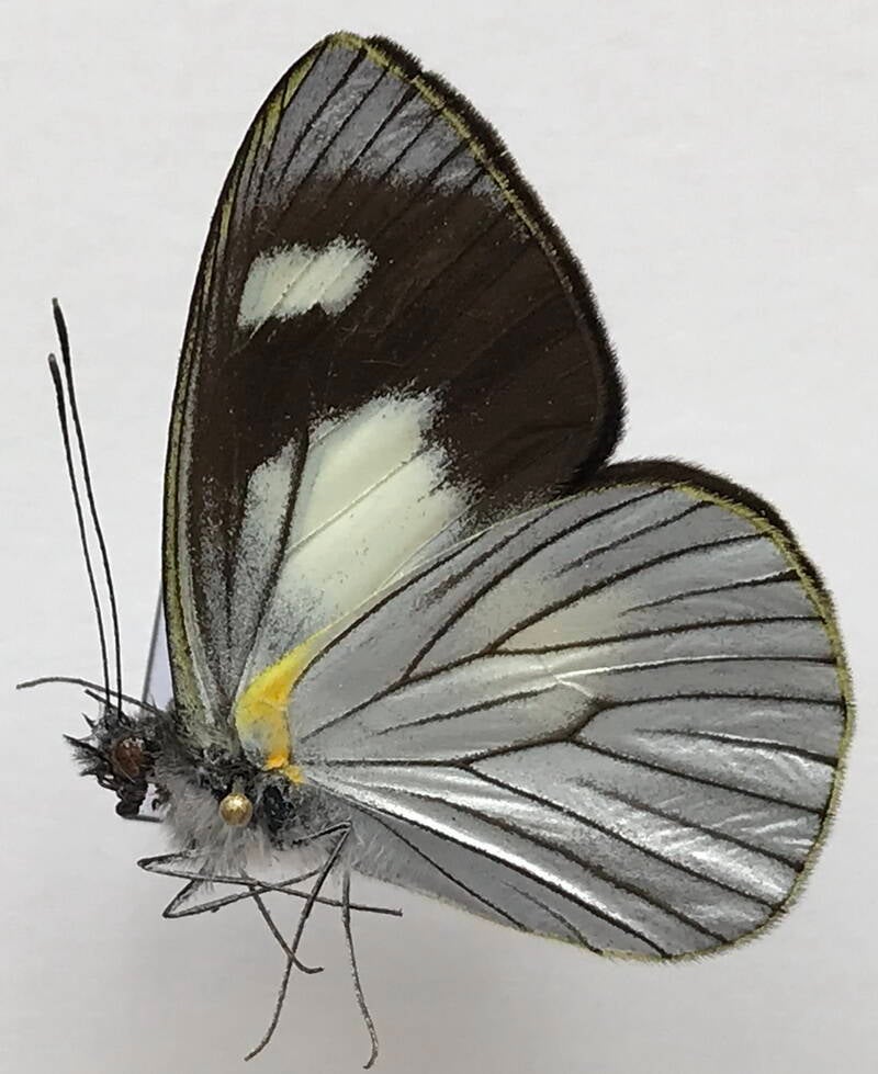 leptophobia_philoma_subargentea_m_perou_v-standard.jpg
