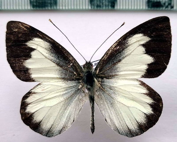 Leptophobia tovaria mâle A1-  Equateur