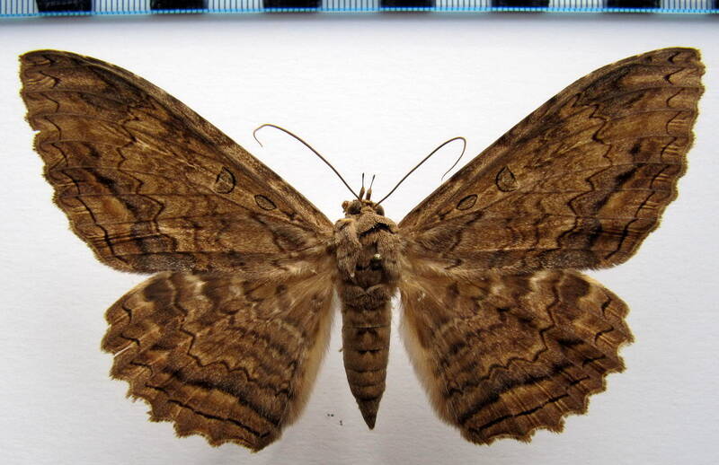letis_alauda_02_mex-standard.jpg