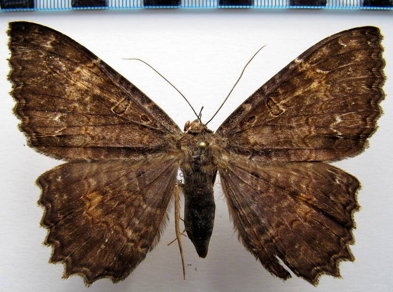letis_albidentina_02_gf-standard.jpg