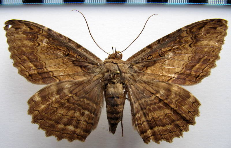 letis_buteo_f_gf-standard.jpg