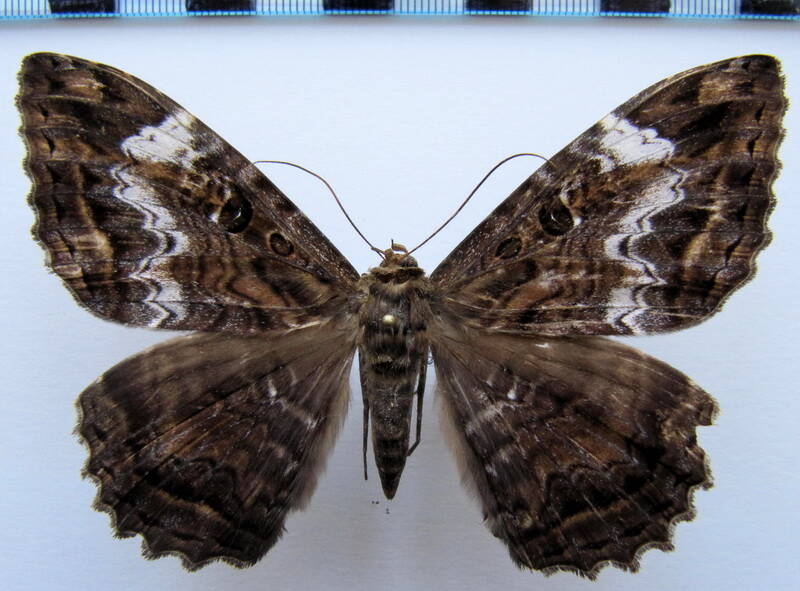 letis_mycerina_f02_eq-standard.jpg