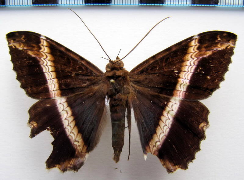 letis_nymphaloides_gf-standard.jpg