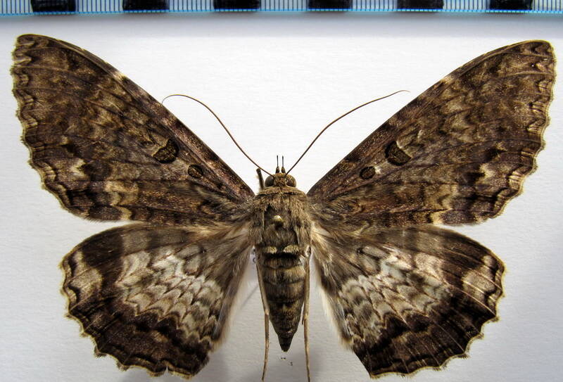 letis_scops_f03_gf-standard.jpg