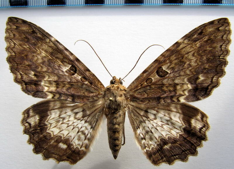 letis_scops_f_eq-standard.jpg