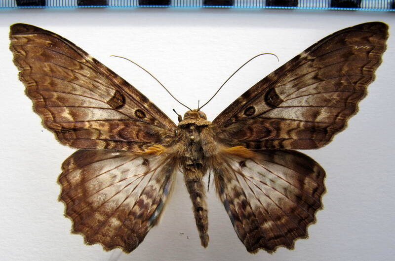 letis_scops_m04_gf-standard.jpg