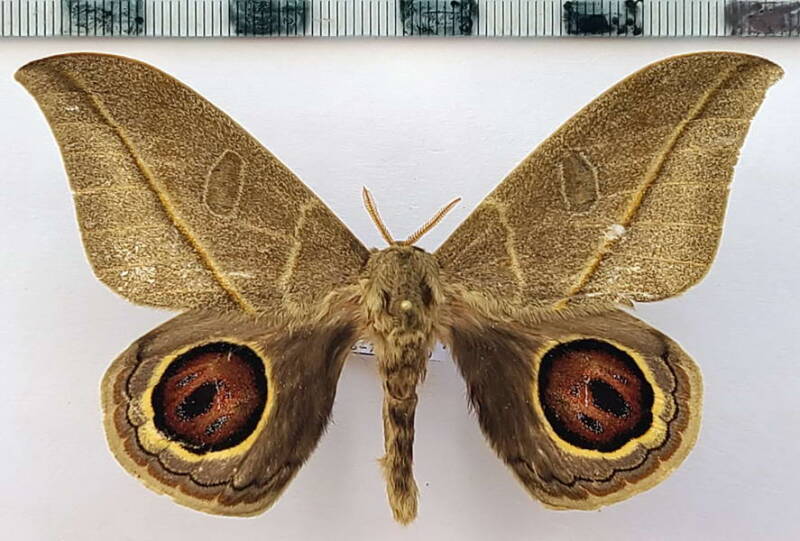 leucanella_sp1039_m_eq-standard.jpg