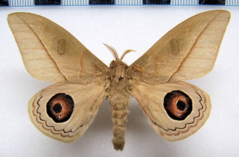 leucanella_viridescens_viridior_per_m-standard.jpg
