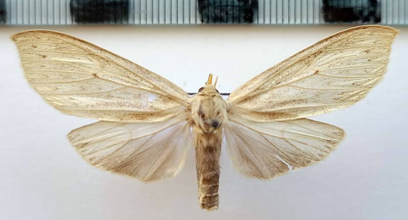 leucanopsis_lurida_m_eq-standard.jpg