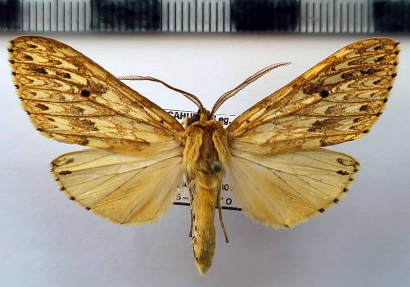 leucanopsis_nr_pohli_m_eq-standard.jpg