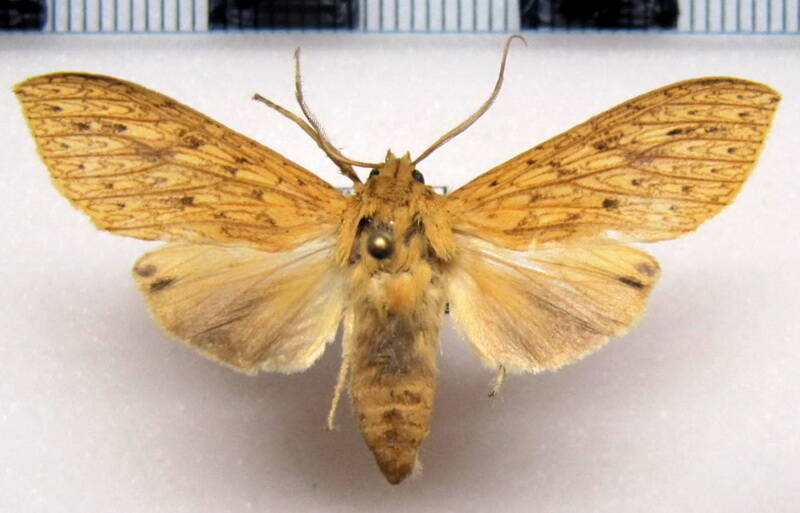 leucanopsis_sp01_m_eq-standard.jpg