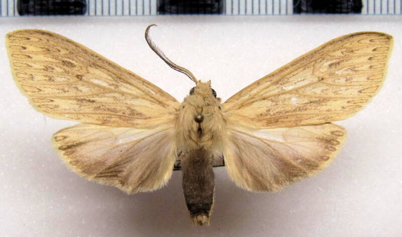 leucanopsis_sp02_m_eq-standard.jpg