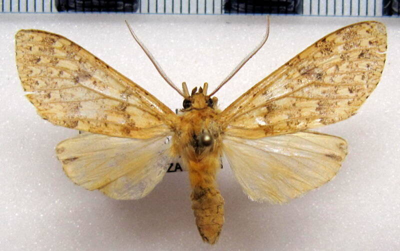 leucanopsis_sp06_m_eq-standard.jpg