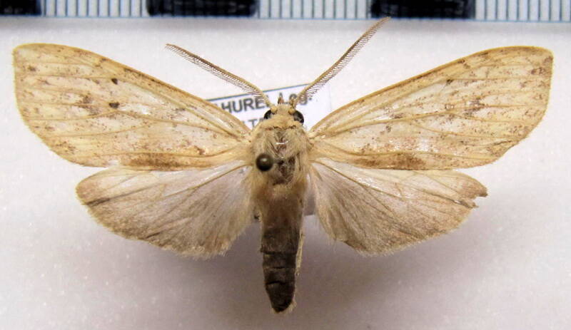 leucanopsis_sp08_m_eq-standard.jpg
