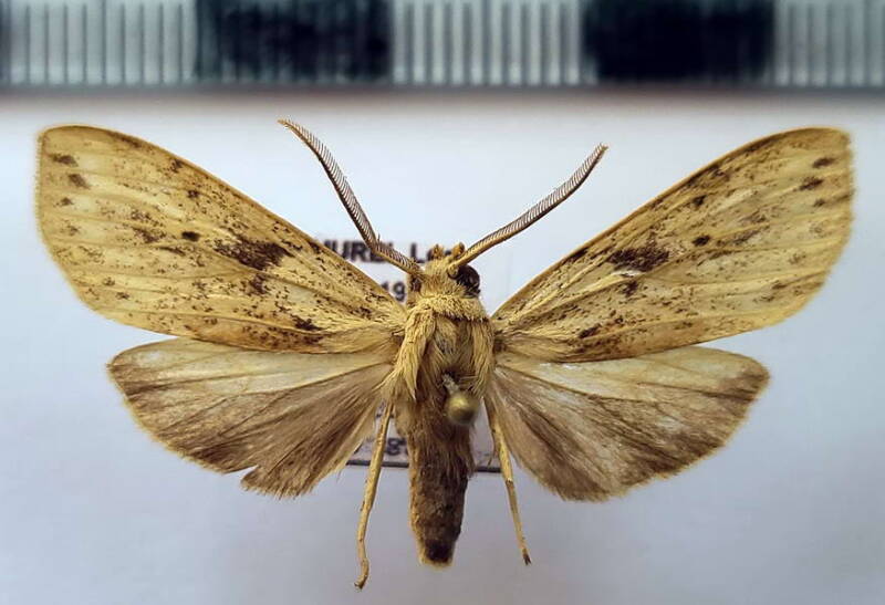 leucanopsis_sp1032_m_eq-standard.jpg