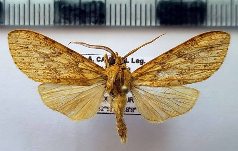 leucanopsis_sp1087_m_eq-standard.jpg
