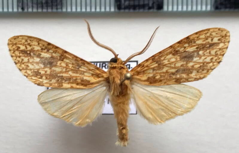 leucanopsis_sp337_m_eq-standard.jpg