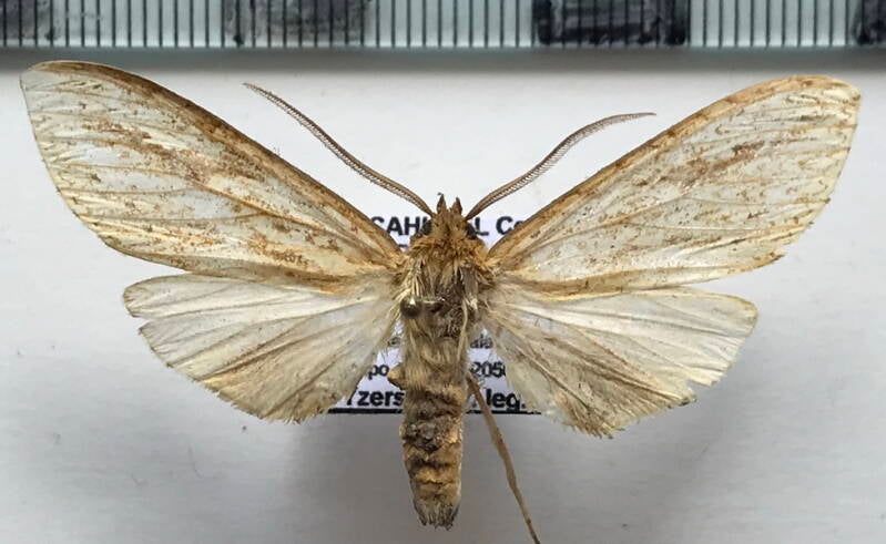 leucanopsis_sp519_m_eq-standard.jpg
