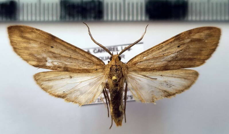 leucanopsis_sp843_m_eq-standard.jpg