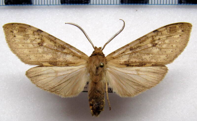 leucanopsis_sthenia_ischnocampa_sp01_bolivie-standard.jpg
