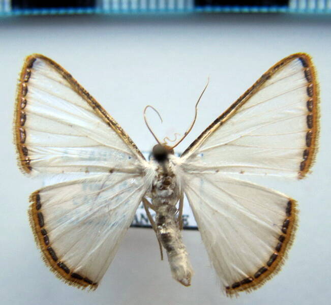 leuciris_fimbriaria_eq-standard.jpg
