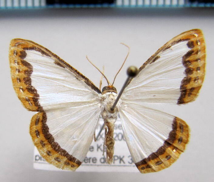 leuciris_sp01_gf-standard.jpg