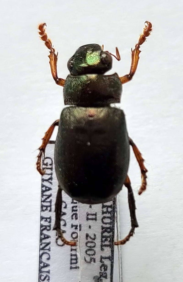 Leucothyreus sp 1065 Guyane fr