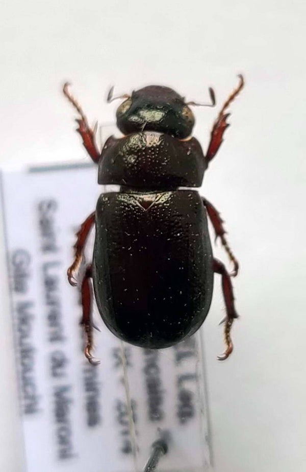 Leucothyreus sp 954 Guyane fr