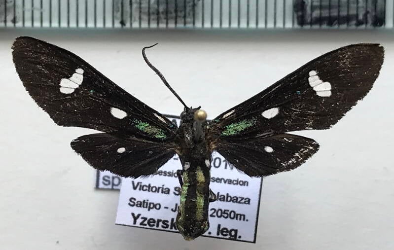 leucotmemis_sp465_m_perou-standard.jpg