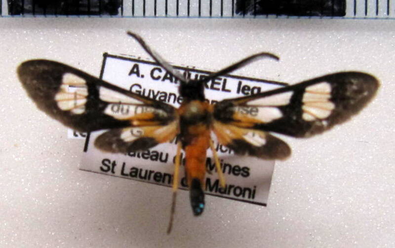 leucotmemis_tenthredoides_gf-standard.jpg
