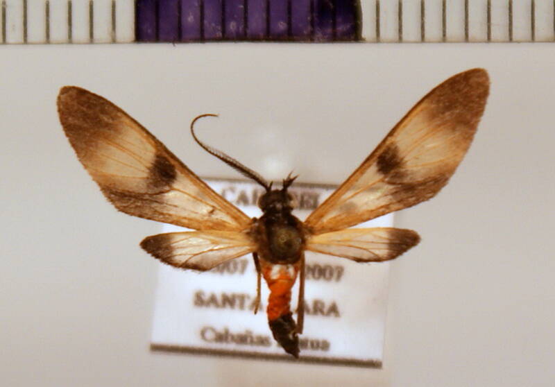leucotmemis_varipes_m-standard.jpg