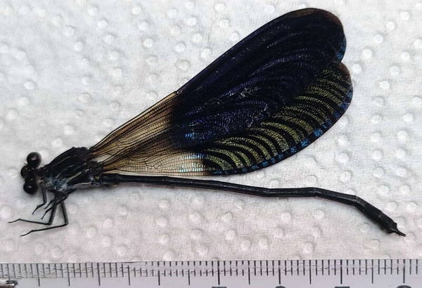 Libellule sp  Equateur