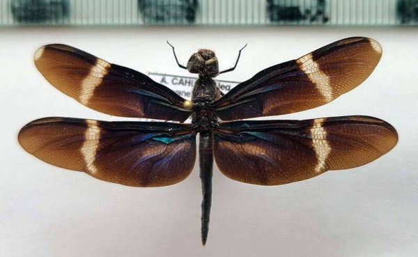 Libellule sp 01  Guyane française