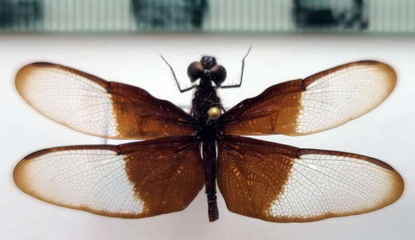 Libellule sp 02 Guyane française