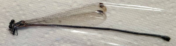 Libellule sp  Guyane française