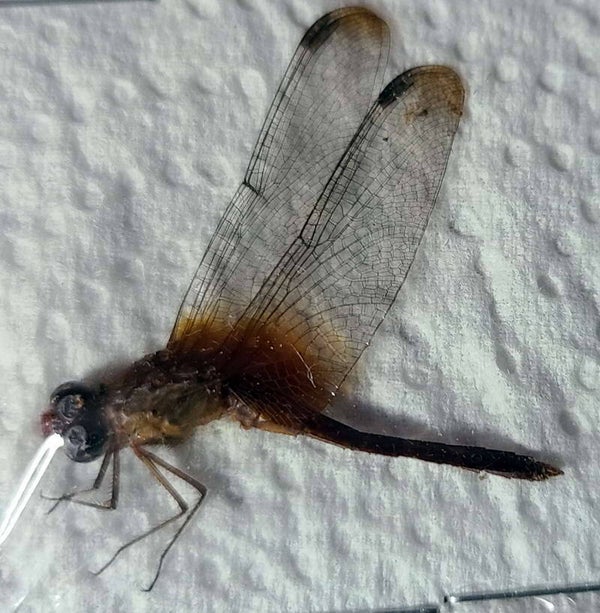 Libellule sp 03 Guyane française