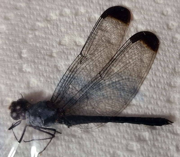 Libellule sp 04 Guyane française