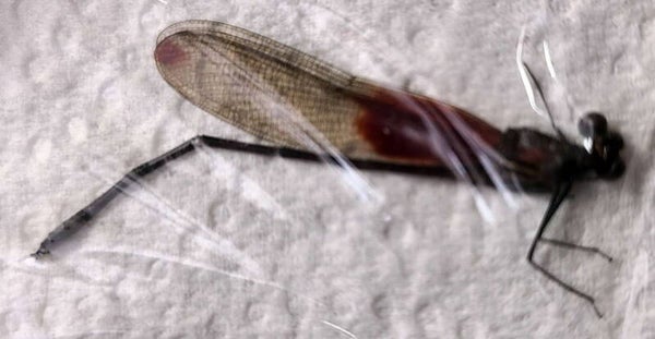 Libellule sp 05 Guyane française