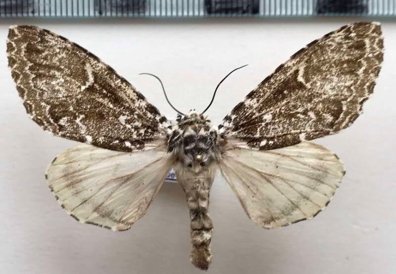 lichnoptera_albidiscata_Equateur