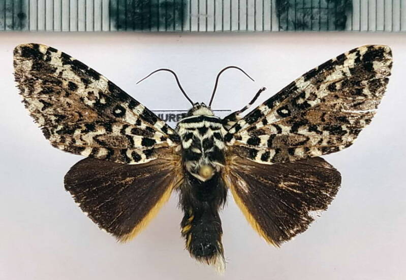 lichnoptera_sp1092-m_Equateur
