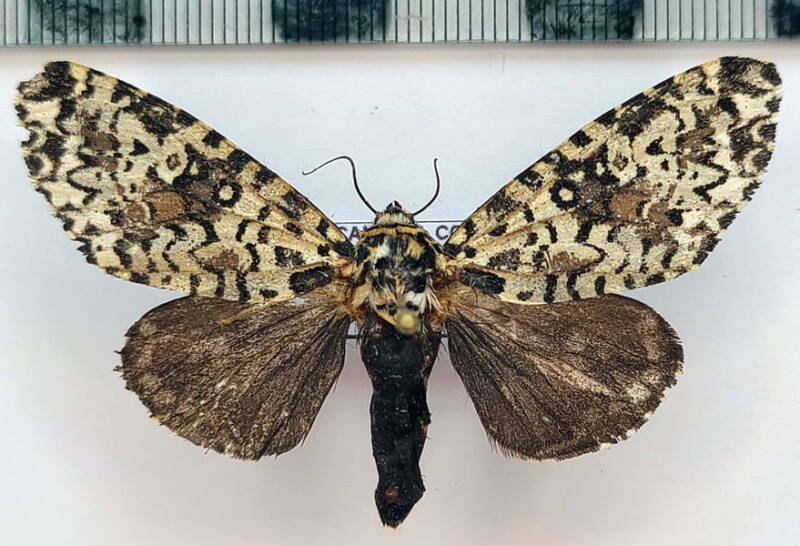 lichnoptera_sp1092_f_Equateur