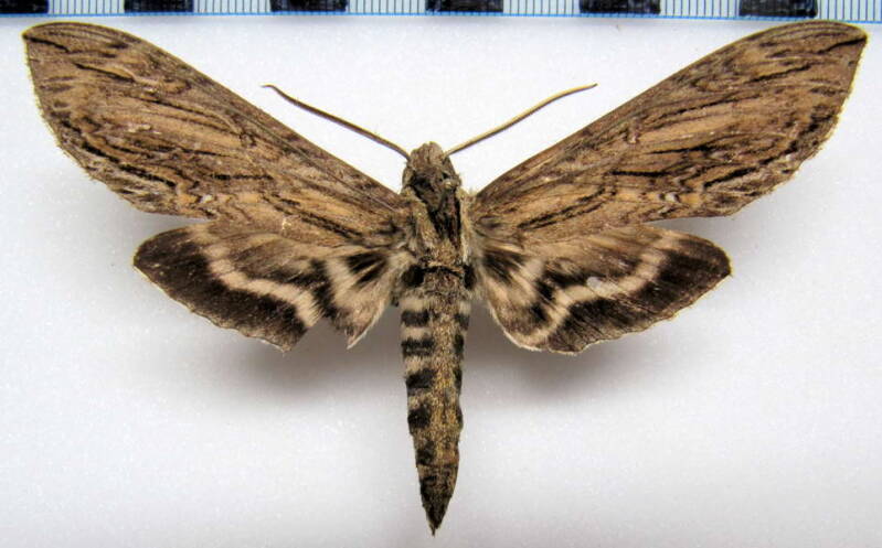 lintneria_merops_mex02-standard.jpg